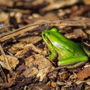 Print - Green and Golden Frog