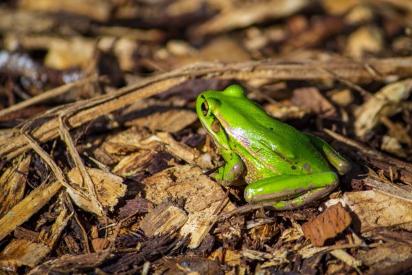 Green and Golden Frog