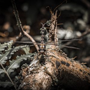 Print - Dragonfly