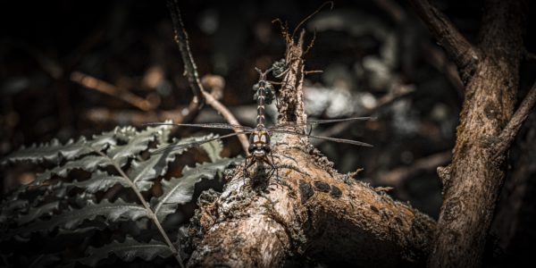Dragonfly