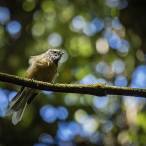 Print - Young Fantail
