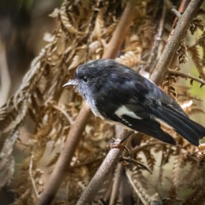 Print - Tomtit