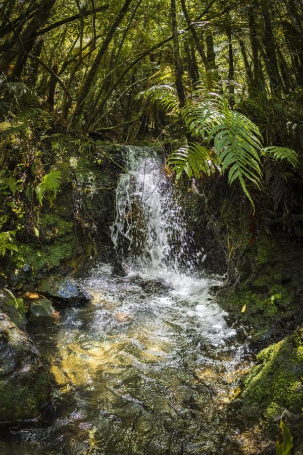 Kaimai Waterfall