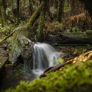 Waterfall by the Boardwalk
